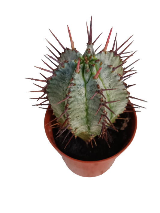 Euphorbia Horrida Planta Suculenta 5 Cms