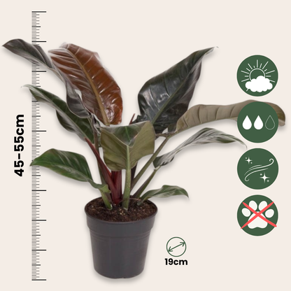 Filodendro - Philodendron 'imperial Red' - Altura 50cm - ⌀19cm_2
