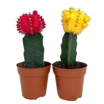 Cactus Injertado Gymnocalycium Japan M8  20cm_0