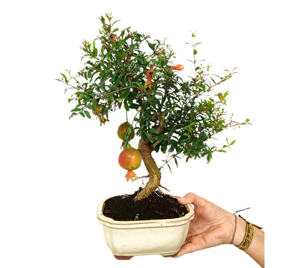 Bonsái Granado Púnica 8 Años_1