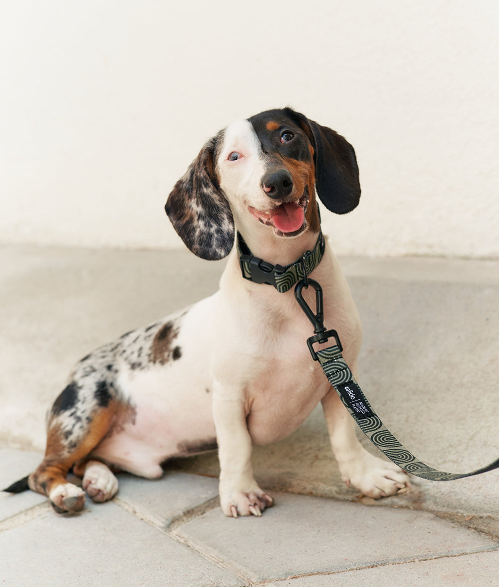 Cafide Collar De Material Pet Reciclado Verde. Modelo Juno._1