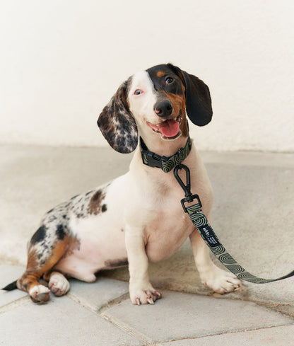 Cafide Collar De Material Pet Reciclado Verde. Modelo Juno._1