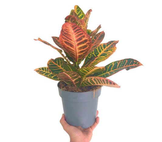 Croton Variegata M17 30cm_0
