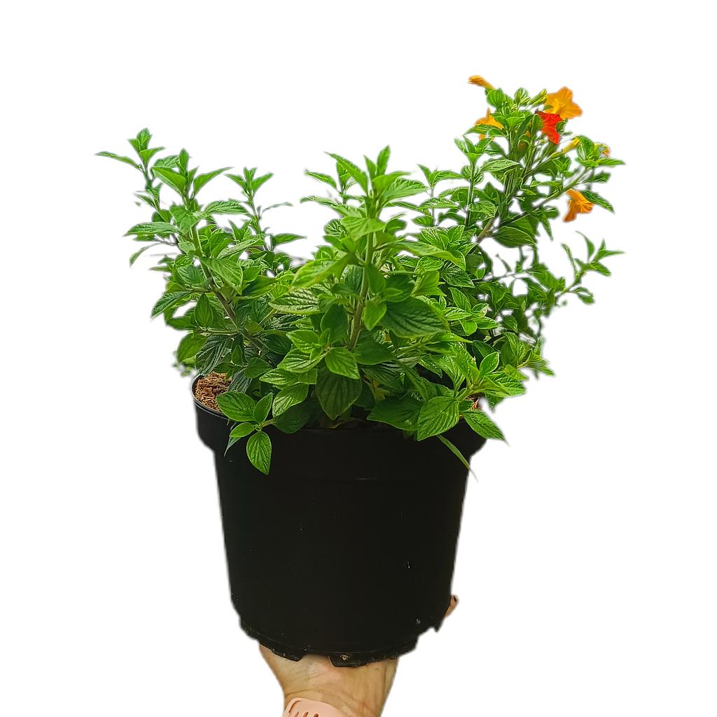 Streptosolen M20_0