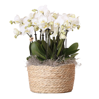Orquídea En Cesta Blanca - Phalaenopsis - Altura 40–50cm - ⌀28cm