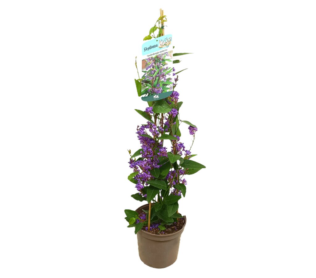 Hardenbergia Tutor M16 100cm_0