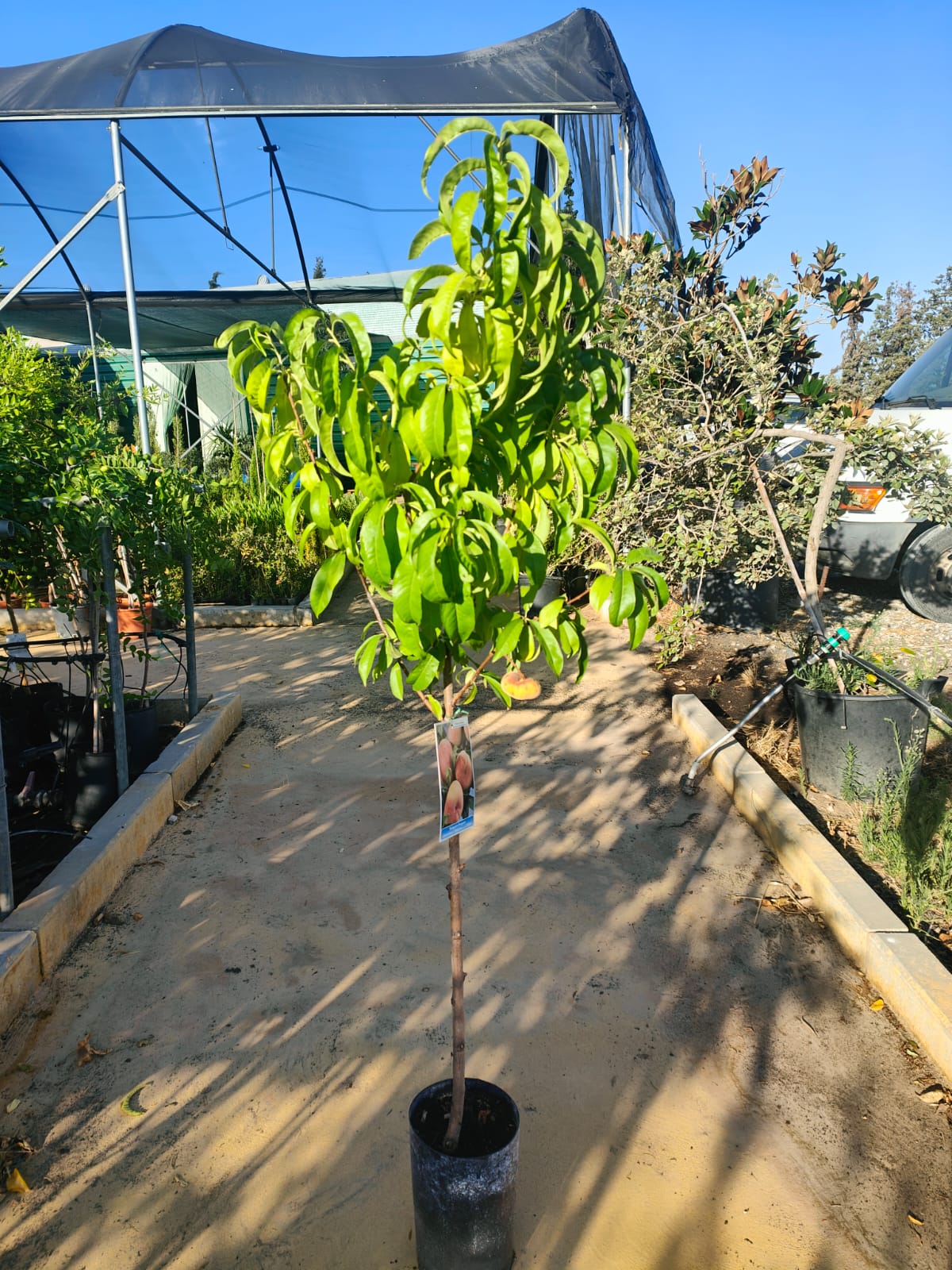 Paraguayo Cepellon_1