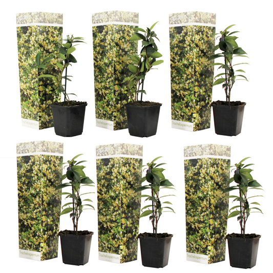 Jazmín Estrellado - 6 Pzs - Trachelospermum Jasminoides - Altura 25-40cm - ⌀9cm_0