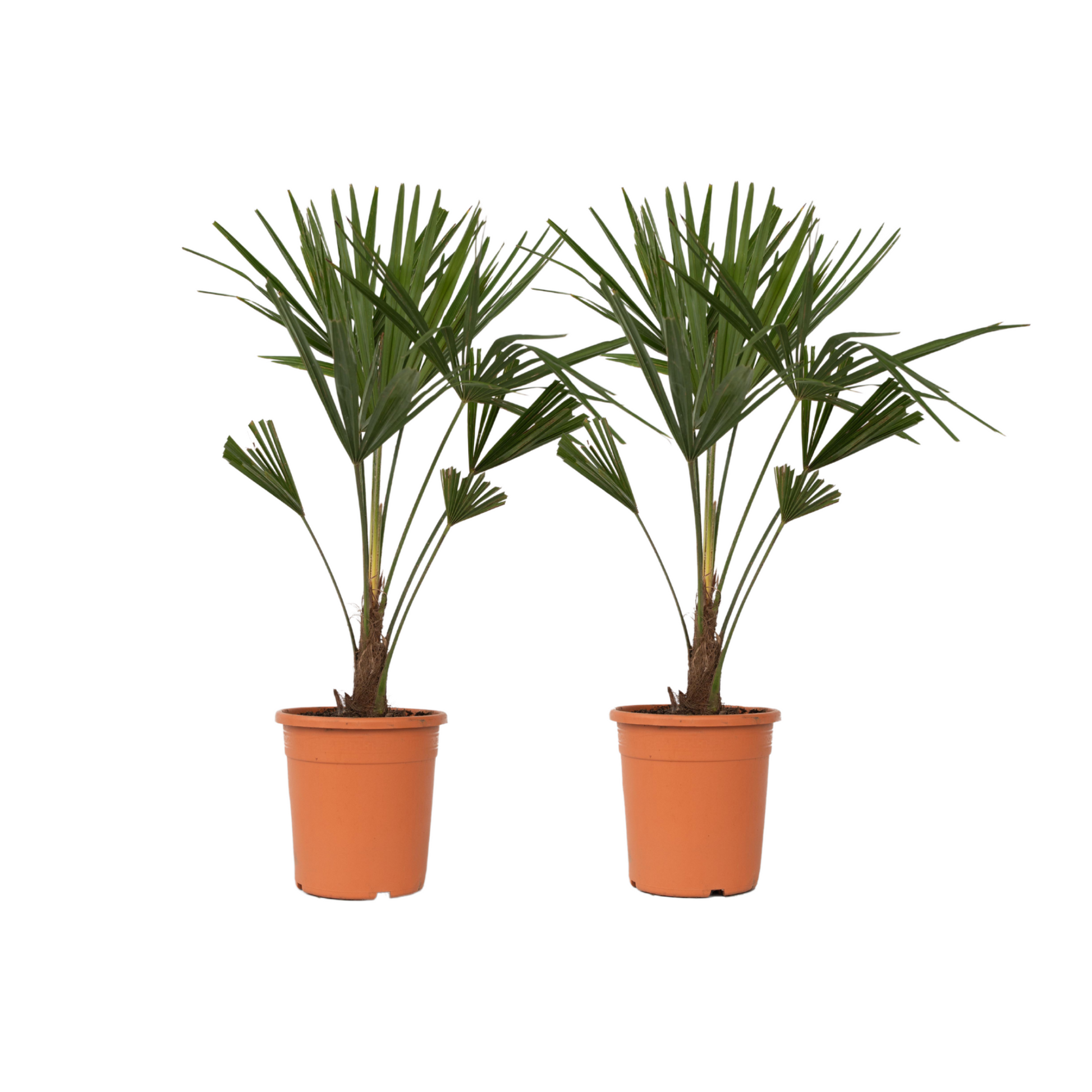 Palma De China - 2 Pzs - Trachycarpus Fortunei - Altura 65-75cm - ⌀21cm