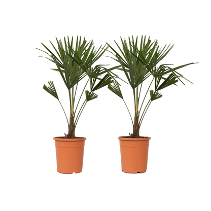 Palma De China - 2 Pzs - Trachycarpus Fortunei - Altura 65-75cm - ⌀21cm