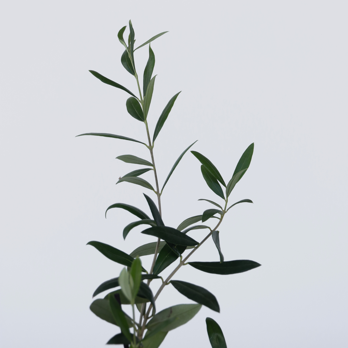 Arbusto De Olivo - 2 Pzs - Olea Europaea - Altura 25-40cm - ⌀9cm