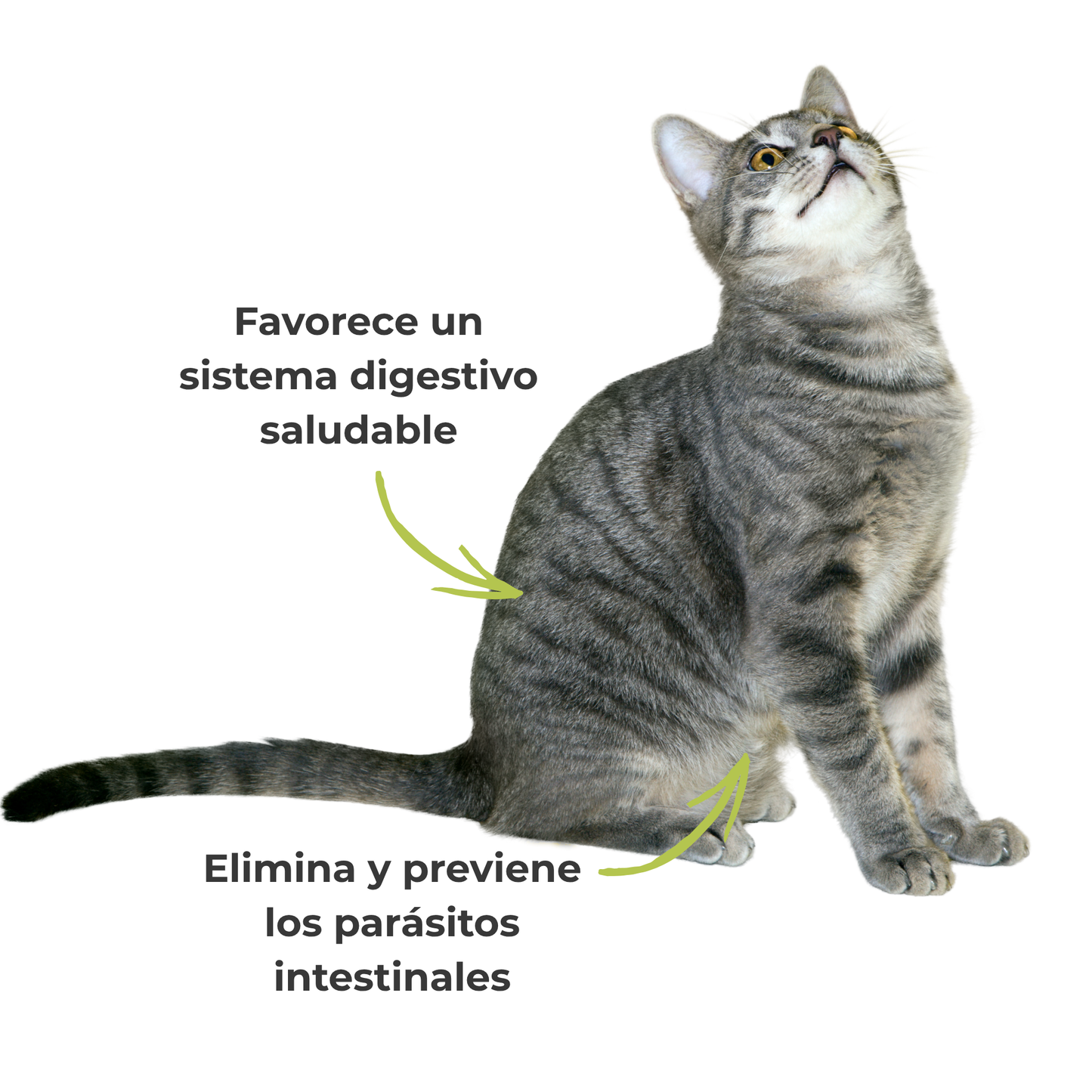 Suplemento natural para perros y gatos – Fórmula Protección Antiparasitaria ECO 100 g