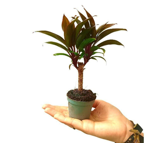 Cordyline Purple Compacta M6_0