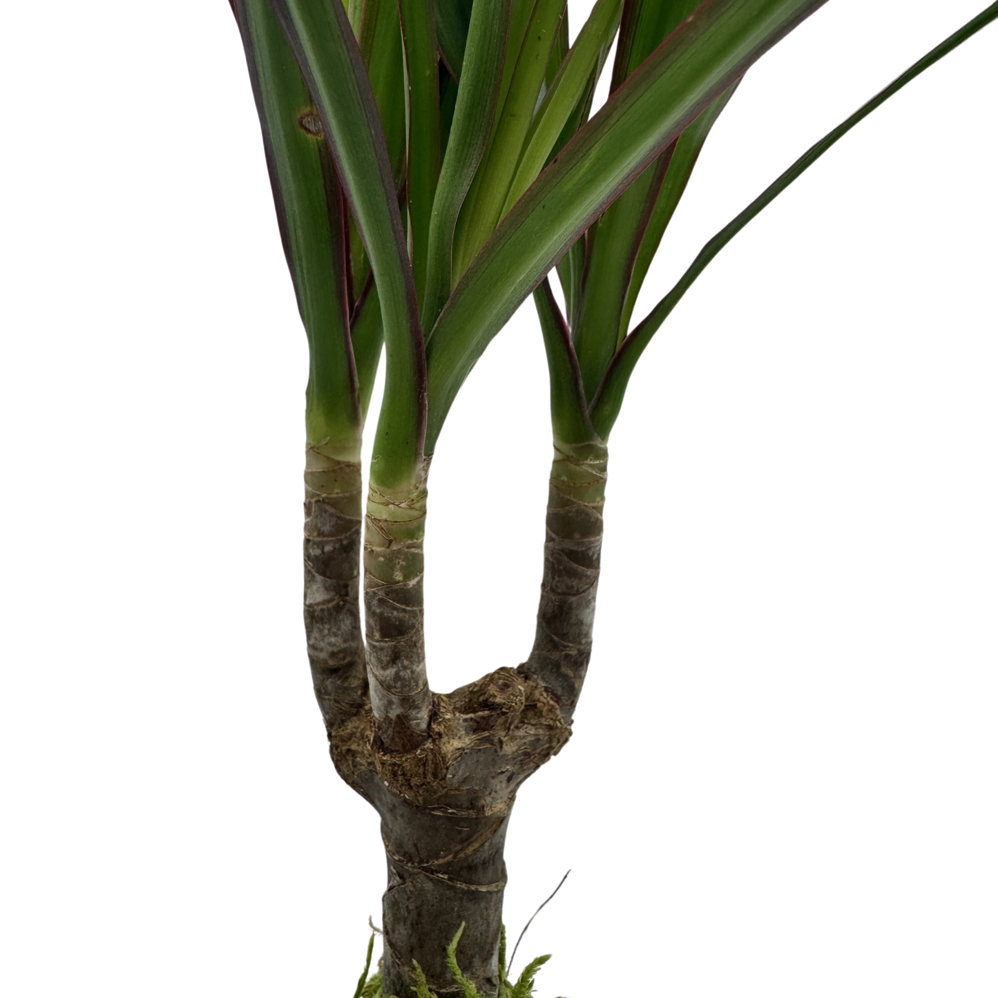 Planta Dracaena Marginata Kokedama Natural_1
