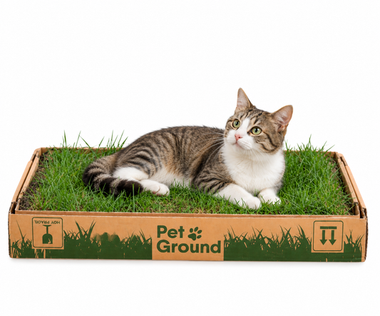 Petground, Arenero Para Gatos, Cama De Césped Natural, Hierba Gatera, Alfombra Olfativa S: 62 X 40 Cm_0