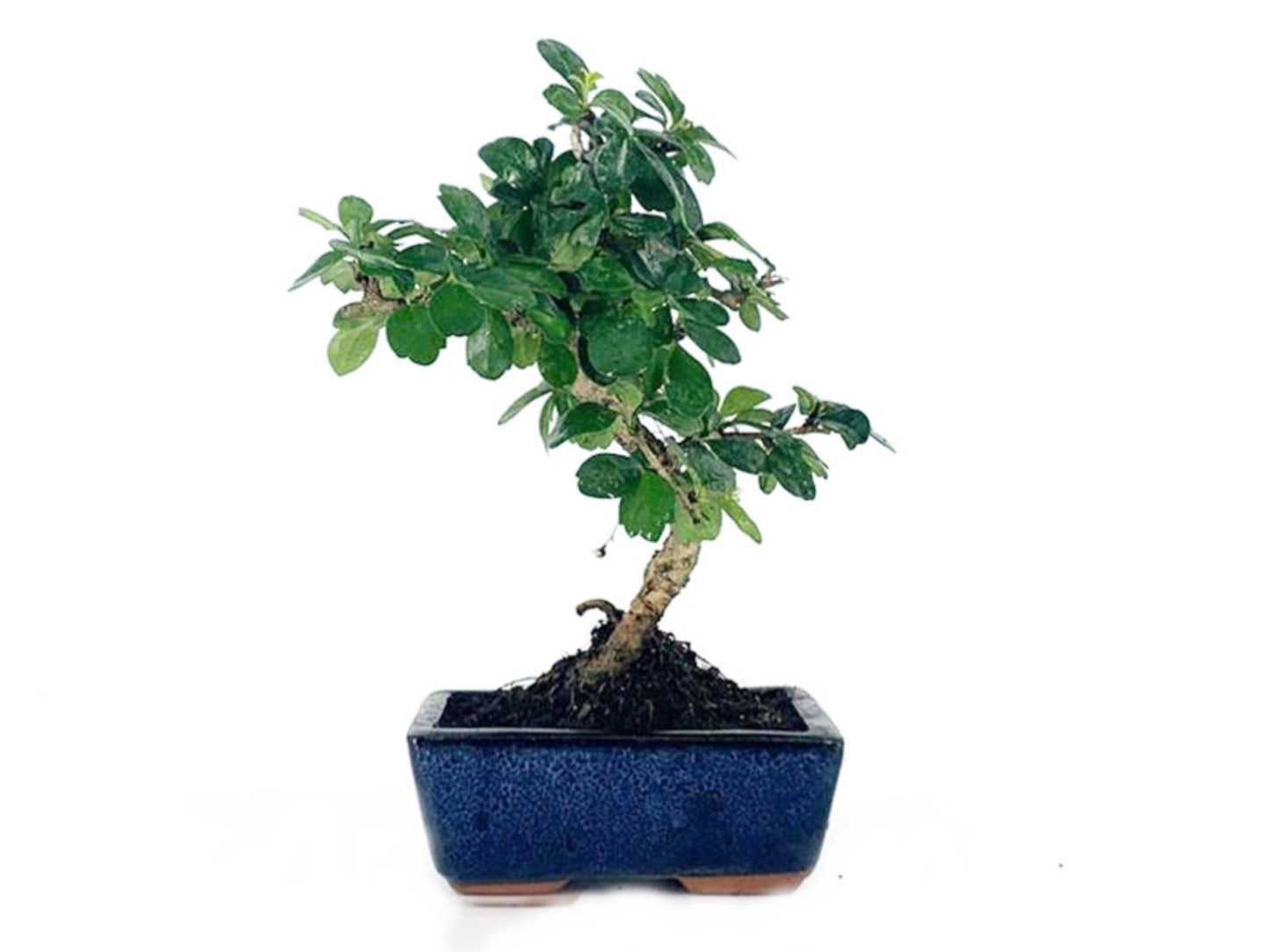 Bonsái Carmona - 6 Años