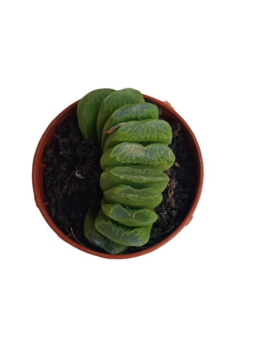 Haworthia Sizunami Planta Suculenta De Interior Ø5_0