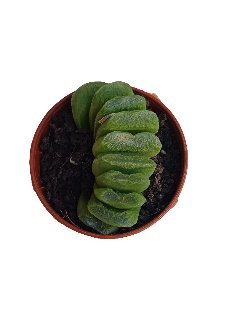 Haworthia Sizunami Planta Suculenta De Interior Ø5