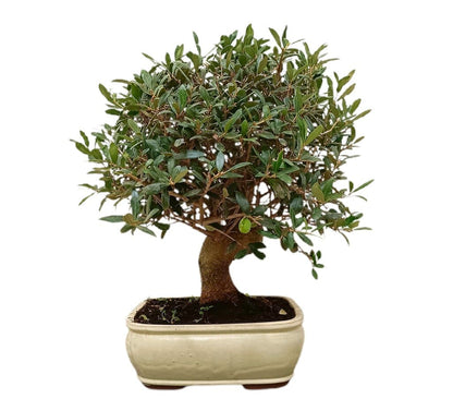 Bonsái Olivo 18 Años (olea Europaea)_1