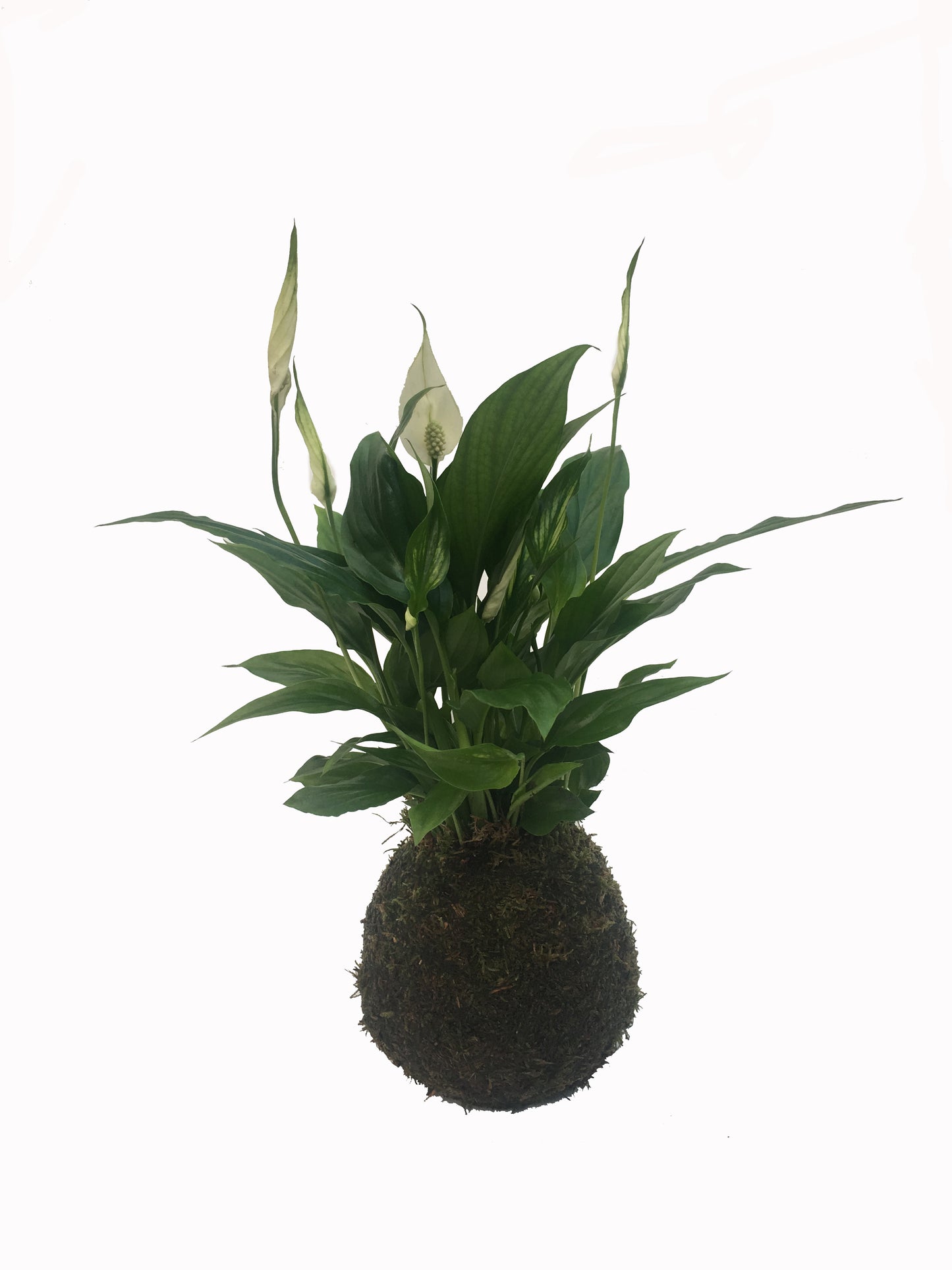 Kokedama Saptiphyllium - Hecho A Mano - Planta Natural - Altura Aprox. 35cm.