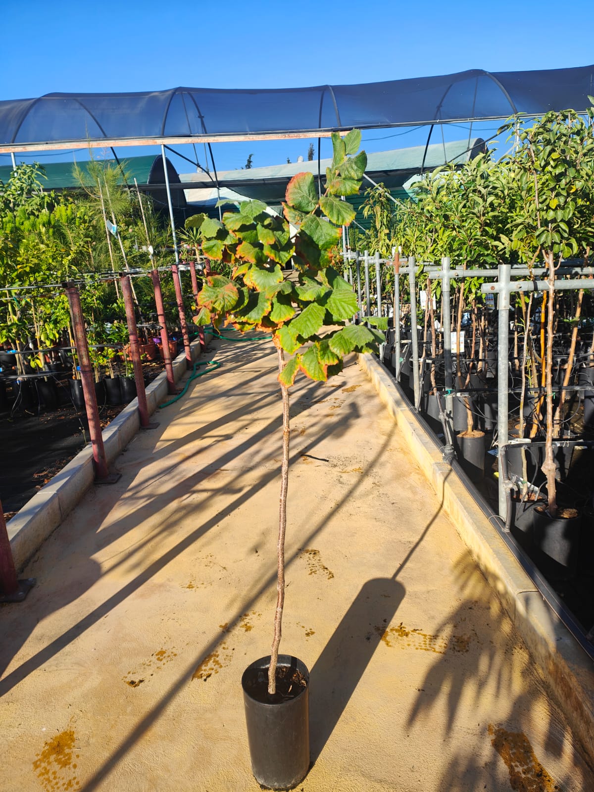 Avellano Negreta De Tarragona Cepellon_1