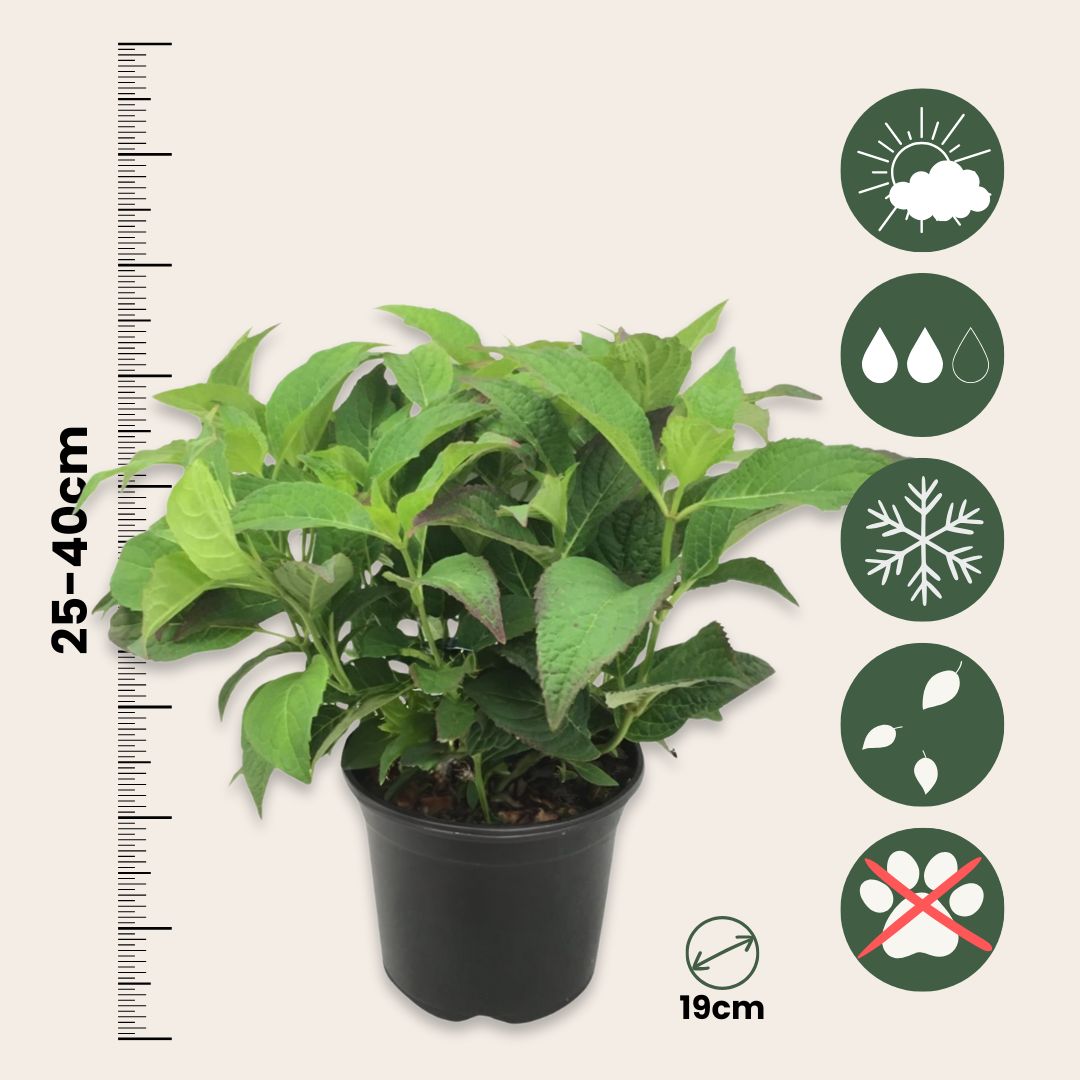 Hortensia - 4 Pzs - Hydrangea Serrata 'summerglow' - Altura 25-40cm - ⌀19cm