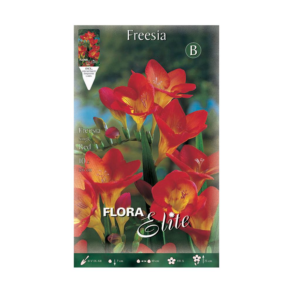 Bulbos Freesia simple rojo 10 uds