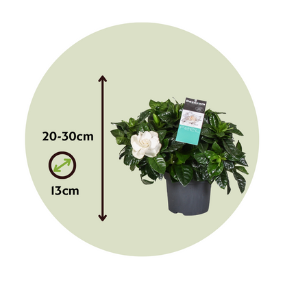 Jazmín De Arabia - Gardenia Jasminoides - Altura 20-30cm - ⌀13cm