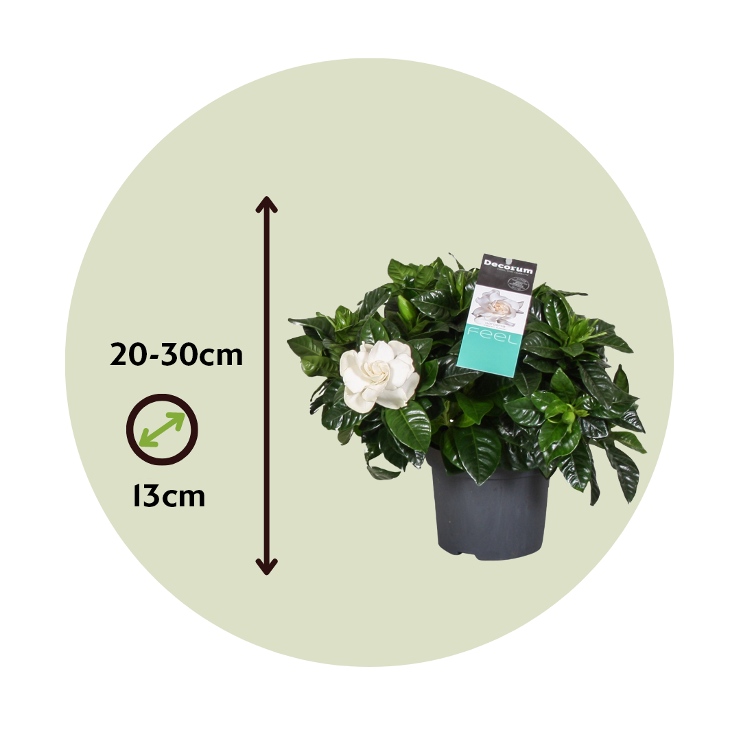 Jazmín De Arabia - Gardenia Jasminoides - Altura 20-30cm - ⌀13cm_2