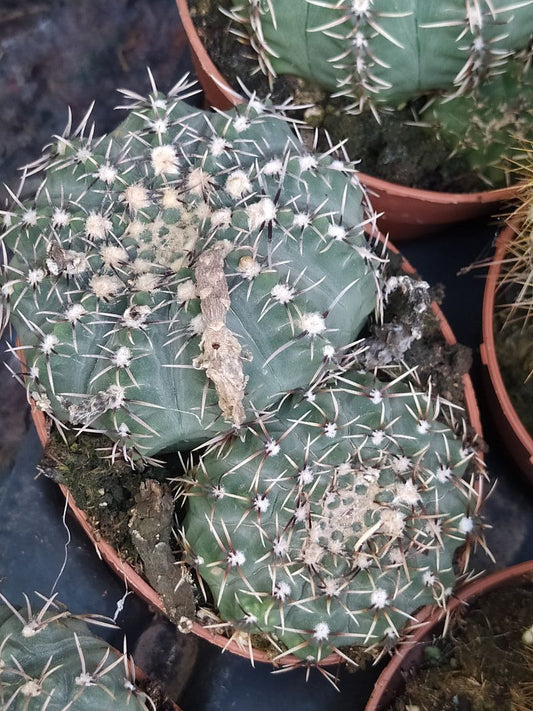 Gymnocalycium Sp Cactus Joven 8 Cms_0