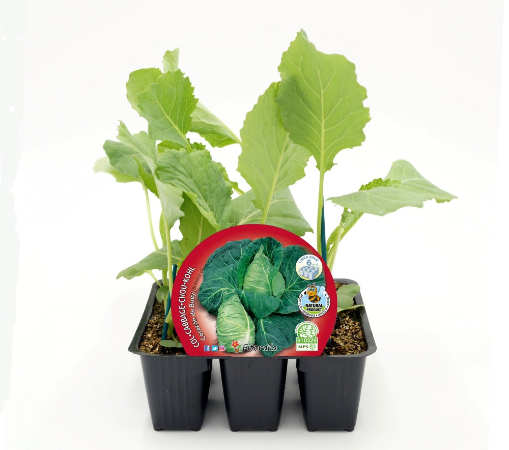 Pack Plantones Col Corazón De Buey 6 Ud. Natural - Fitoralia