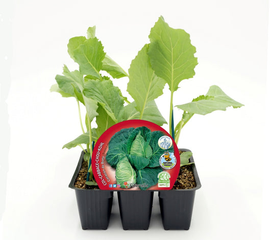 Pack Plantones Col Corazón De Buey 6 Ud. Natural - Fitoralia