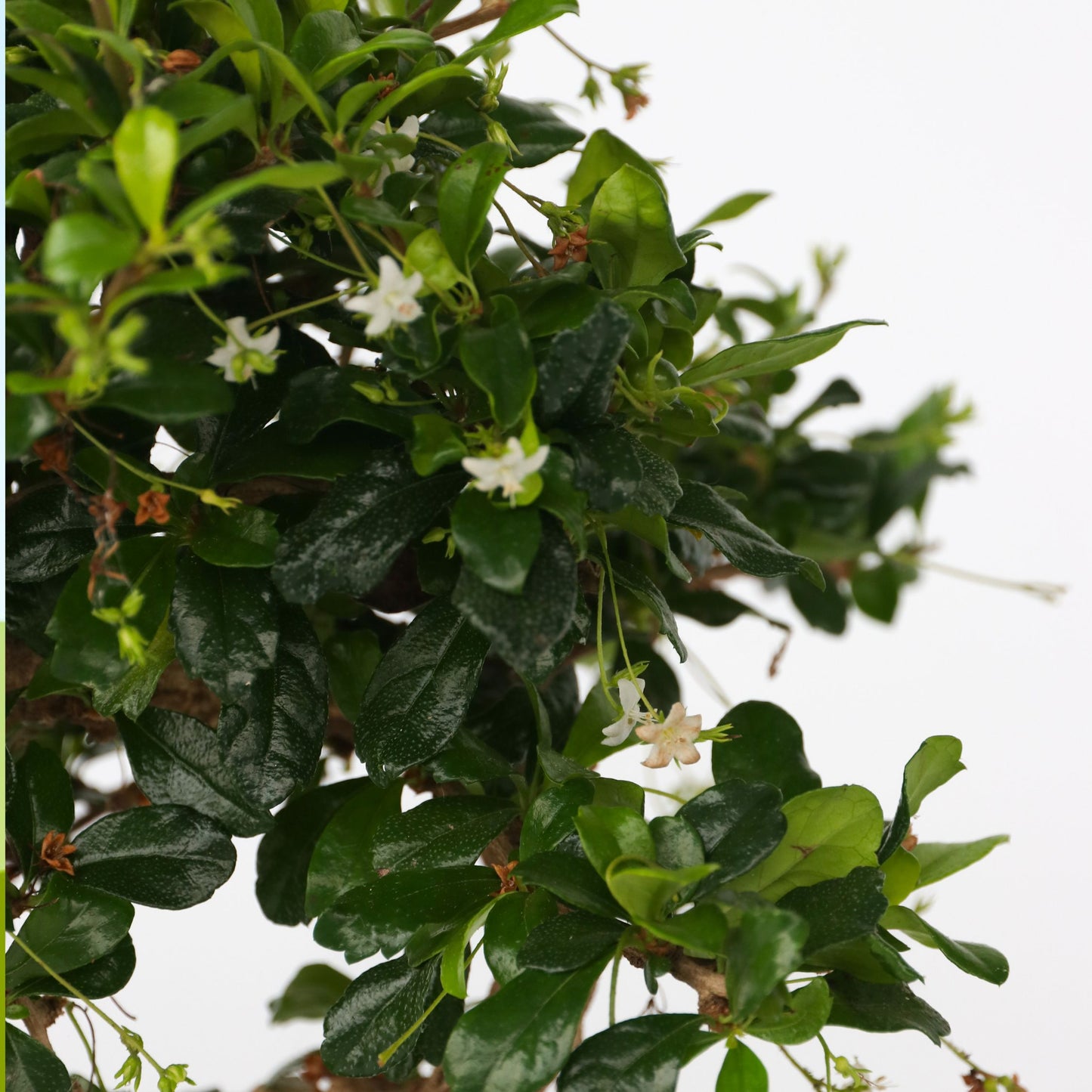 Bonsái - Carmona Microphylla - Altura 25-30cm - ⌀20cm