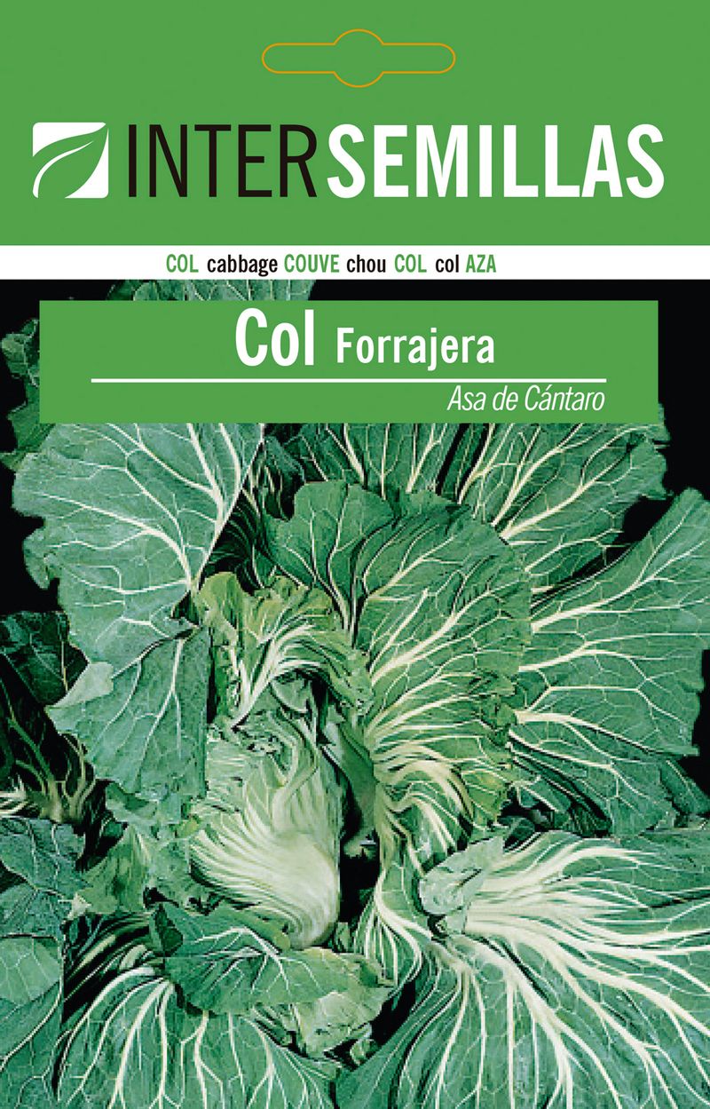 Sobre De Semillas De Col Forrajera Asa Cantaro