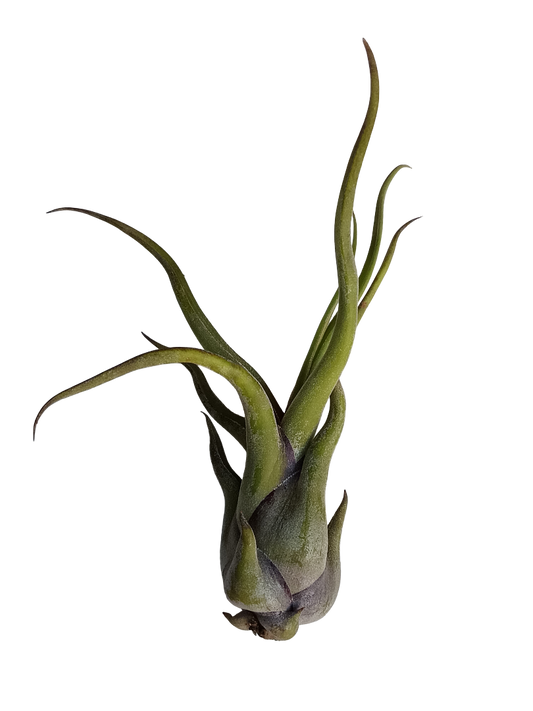 Tillandsia Medusa Clavel Del Aire Tillandsias