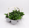 Pack Plantones Bellis Perennis Blanco 6 Ud. Natural - Fitoralia