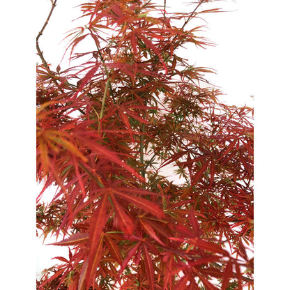 Acer Palmatum M27 130cm_3