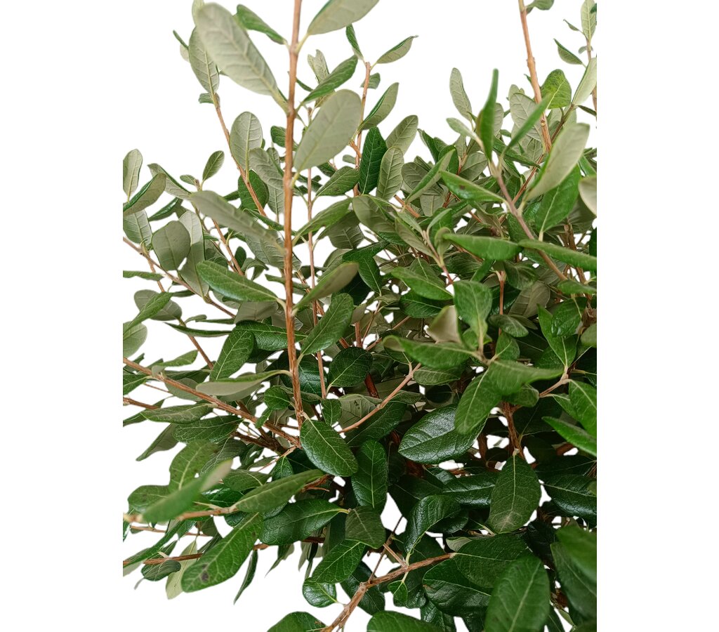 Feijoa Sellowiana Copa M35 160-180cm_1