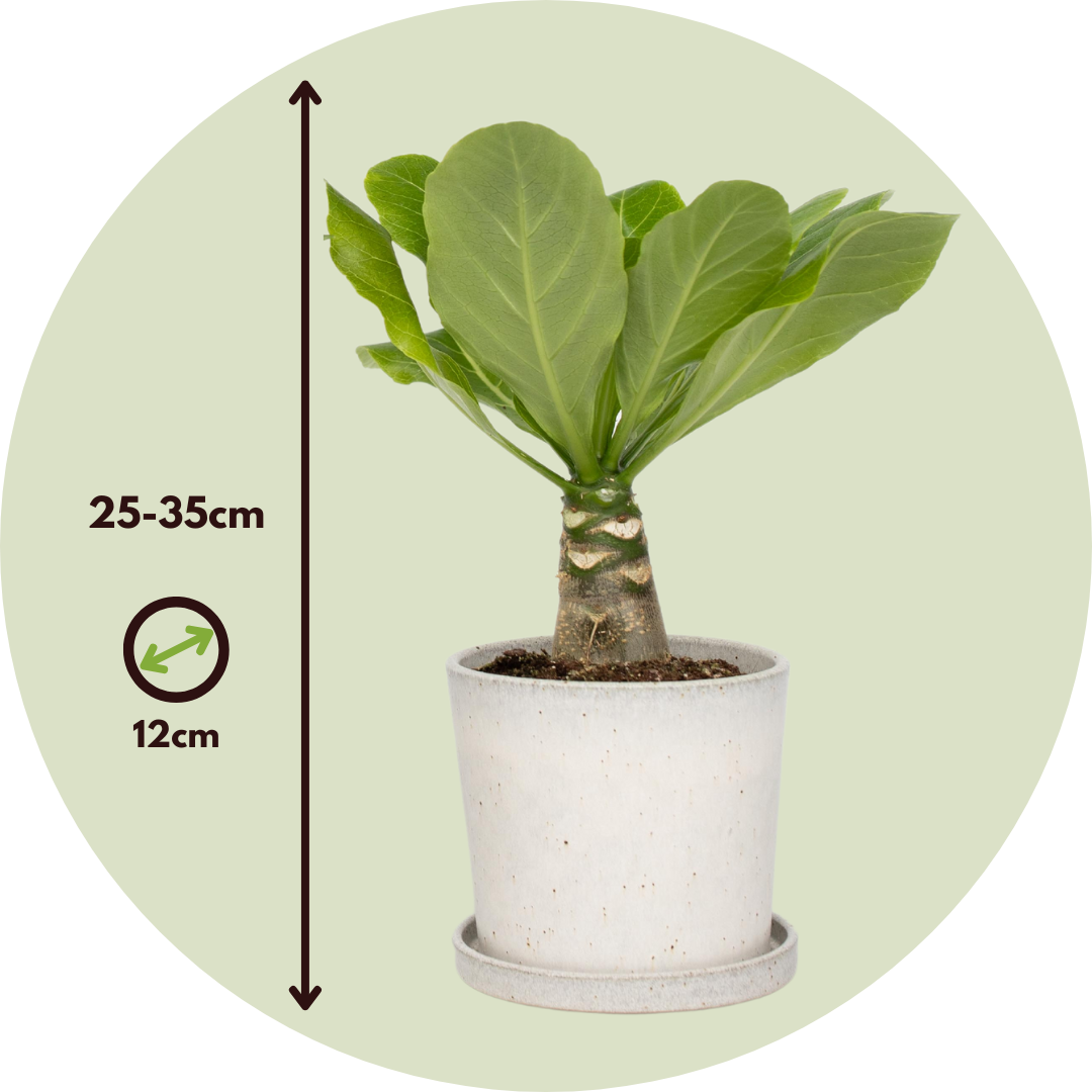 Palmera Hawaiana - 2 Pzs - Brighamia 'insignis' - Altura 25-35cm - ⌀12cm_2