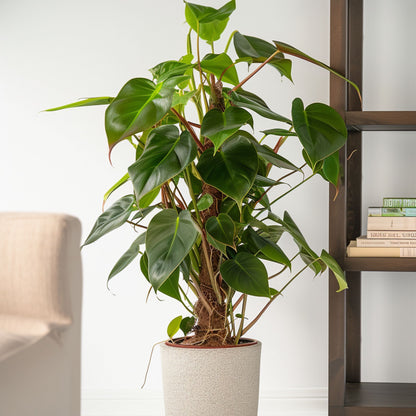 Filodendro - Philodendron Red Emerald Kratiste - Altura 70-80cm - ⌀19cm