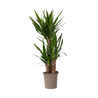 Yuca Pie De Elefante - Yucca Elephantipes - Altura 70-80cm - ⌀21cm