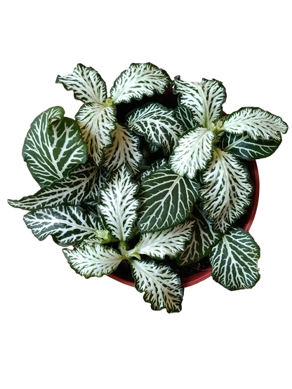 1 Planta Surtida Fittonia De Colores Ø8_5