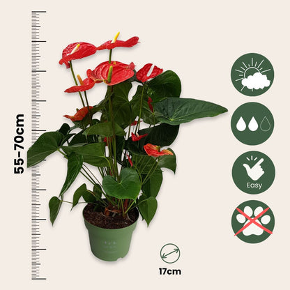 Anturio - Anthurium 'madural Red' - Altura 55-70cm - Ø17cm_2