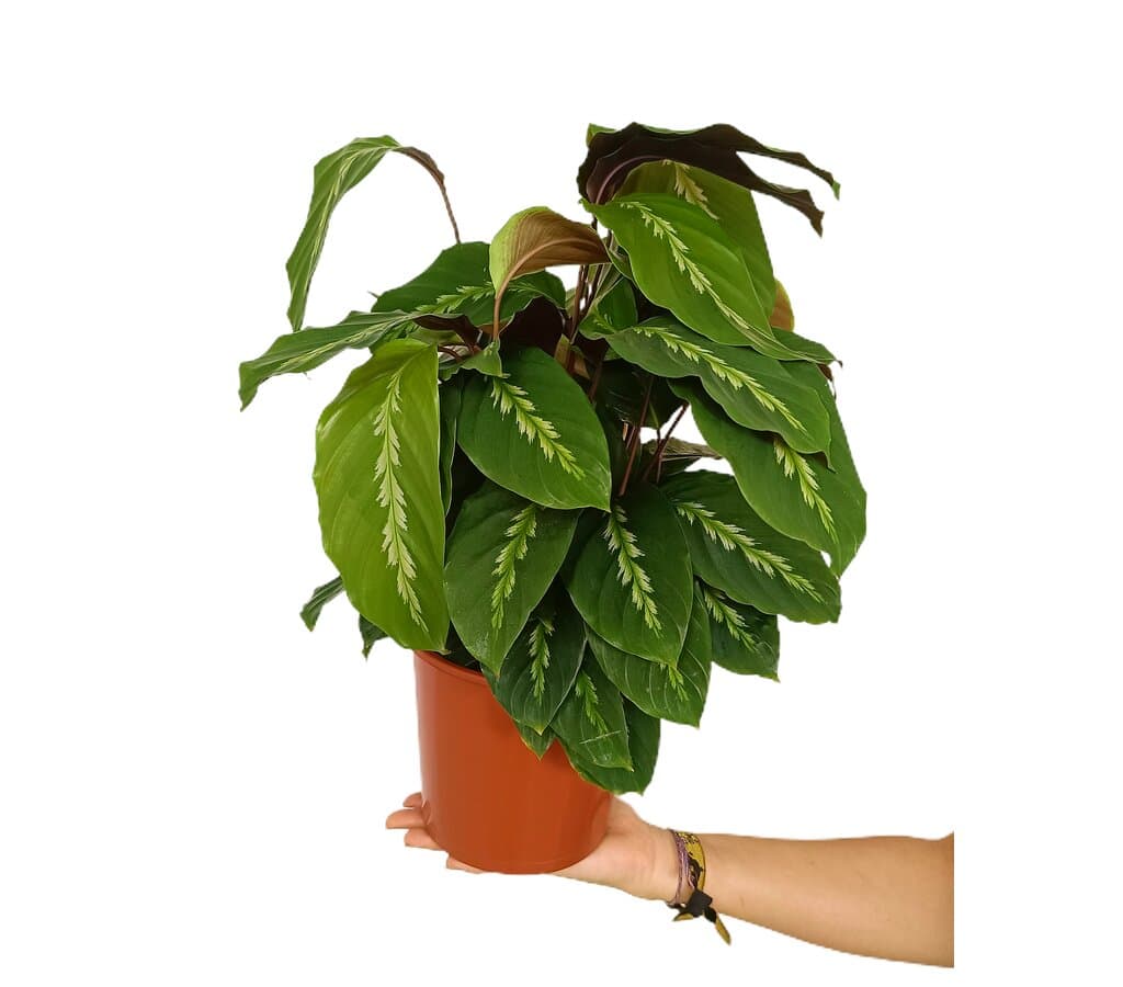 Calathea Variada M17 40cm_0