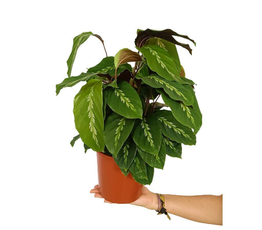 Calathea Variada M17 40cm_0