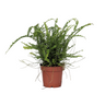 Helecho Espada - Nephrolepis 'duffii' - Altura 25-40cm - ⌀12cm