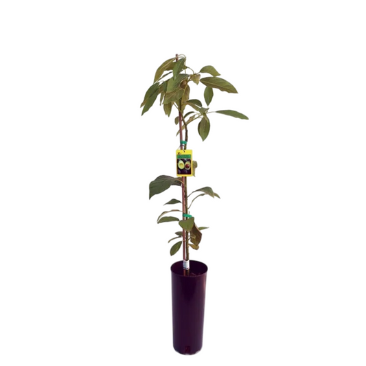 Aguacate Hass Maceta 120 Cm_0
