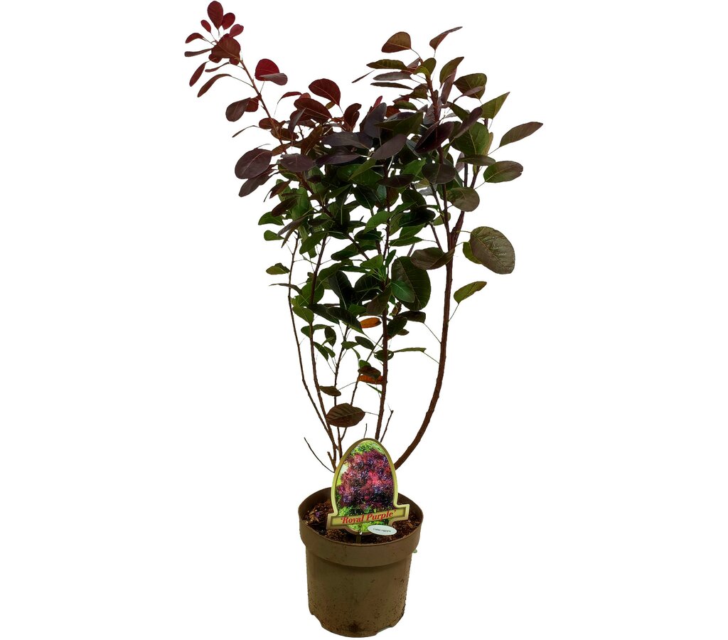 Cotinus Coggygria M20 50cm (árbol De Las Pelucas)_0