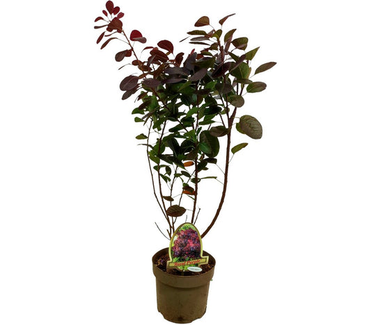 Cotinus Coggygria M20 50cm (árbol De Las Pelucas)_0