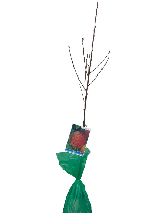 Frutal Melocotón Rojo Cepellón 135 cm_0